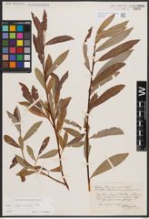Foto von Salix daphnoides Vill.
